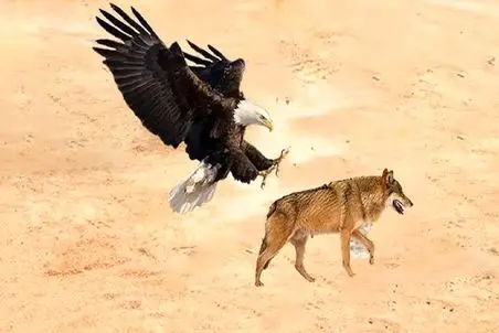 مستند حیات وحش؛ جدال ددمنشانه عقاب و گرگ برای بقا در کویر