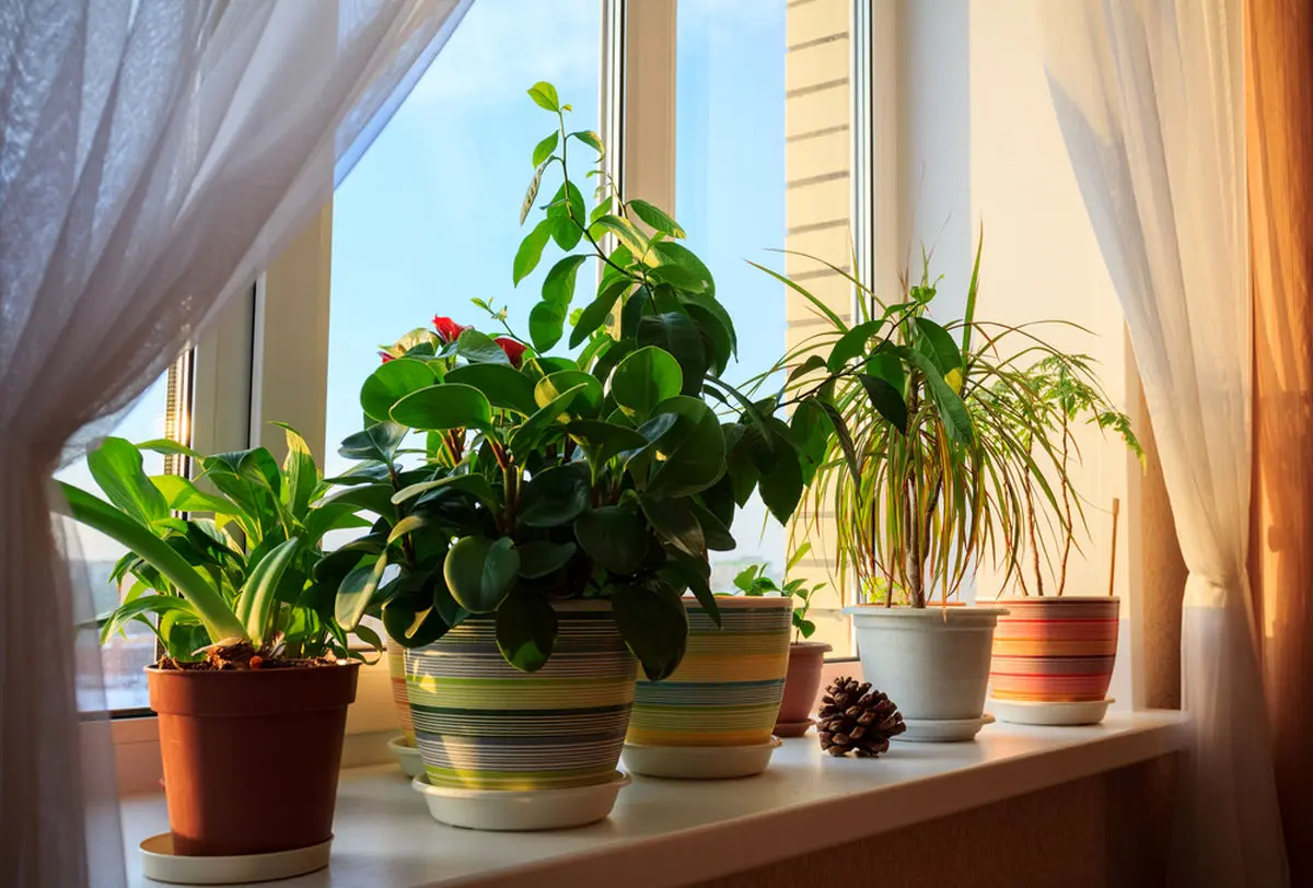 دلیل رشد نکردن گیاهان آپارتمانی