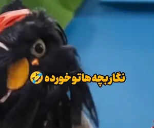 سکانس خندان؛ افتو خطاب به رامبد: نگار بچه هاتو خورده