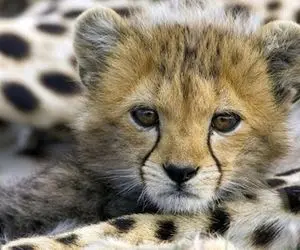 فقط یک توله یوزپلنگ باقی مانده است!