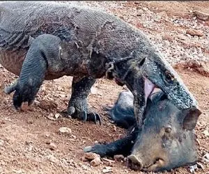 مستند حیات وحش؛ اژدهای کومودو گراز یجا بلعید شکمش قلمبه شد