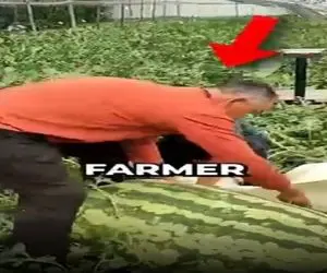 کشاورزی نوین؛ راز پرورش هندونه چند تنی که صاحبش نمیخواست کسی بفهمه فاش شد خیلی آسونه