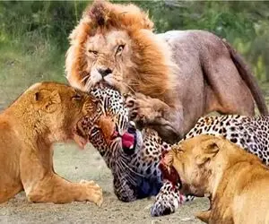 بدایع حیات وحش/ جنگ و جدال شیر و پلنگ برای شکار خرس