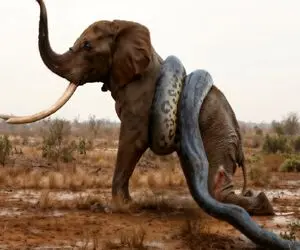 بدایع حیات وحش؛ پیتون غول شریر خیلی ریز پیچید دور فیل هرکول از خرطوم بلعید