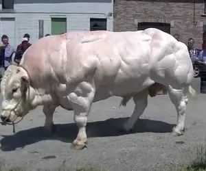 فرآوری گاو؛ گاو 1950 کیلویی که میره پشت تریلی 18 چرخ می خوابه