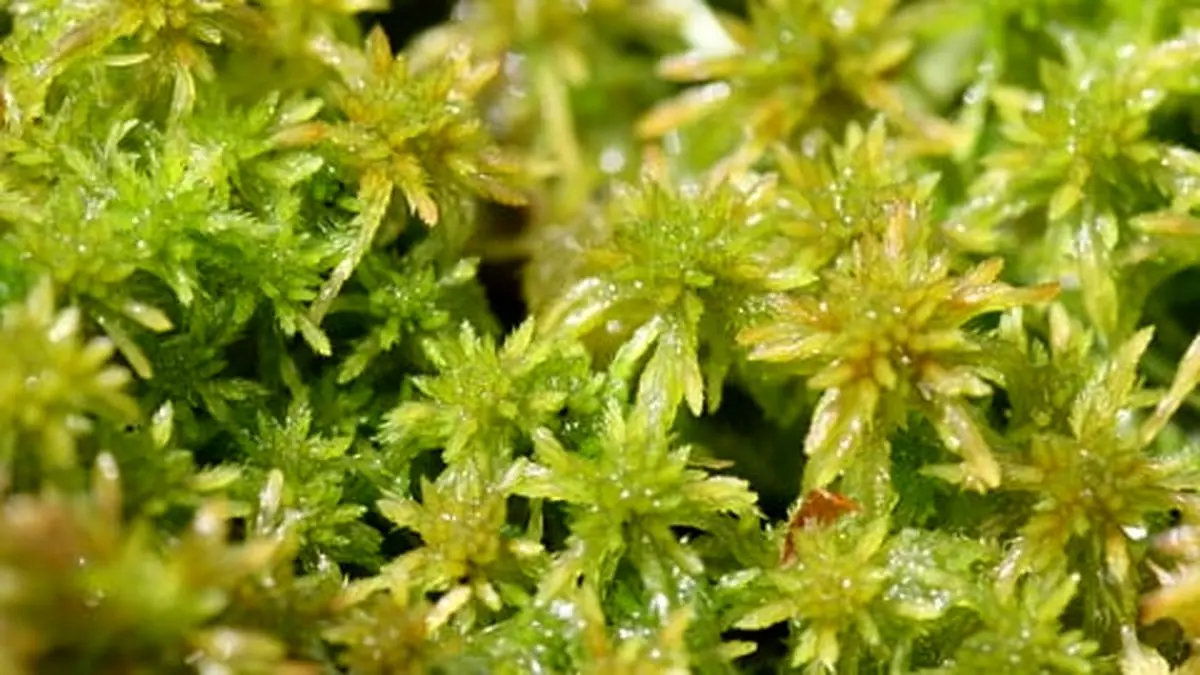 sphagnum-1