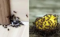 مورچه ها خیلی ریزن ولی وقتی دور هم جمع میشن میشن قد یه غول / ترفندای از بین بردنشون 