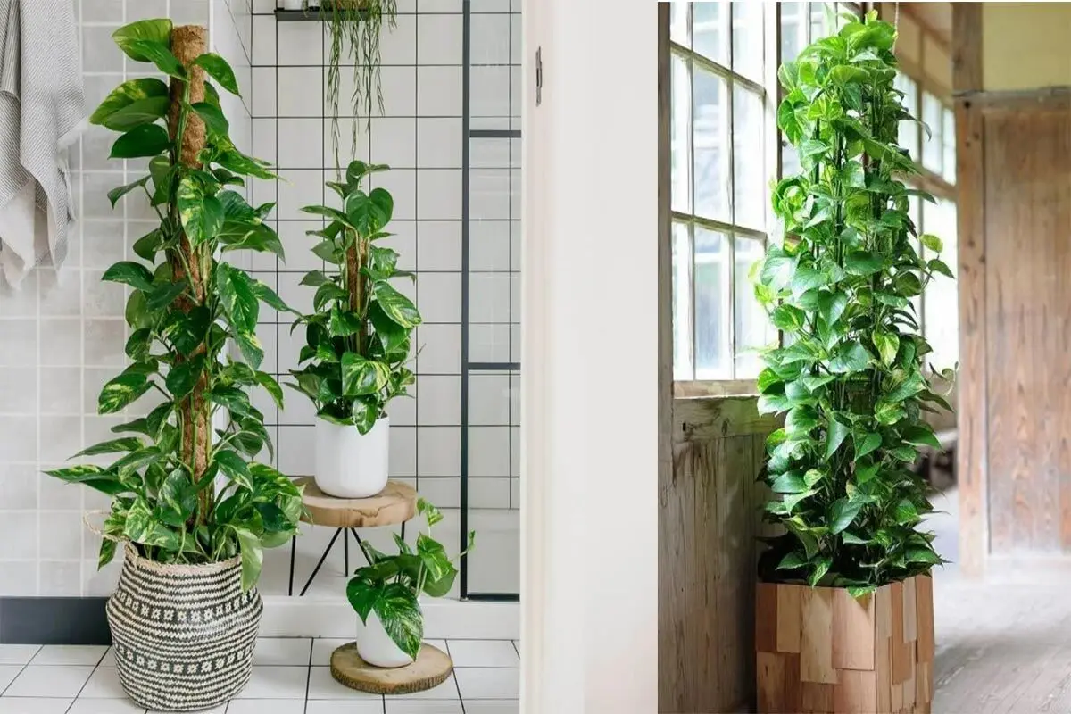 pothos-as-a-tree-4