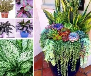 قشنگترین گیاهان آپارتمانی ساده؛ از برگ چرمی های گوشتی تا گیاه اکسیژن ساز دم مبلی