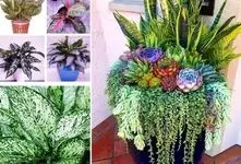 قشنگترین گیاهان آپارتمانی ساده؛ از برگ چرمی های گوشتی تا گیاه اکسیژن ساز دم مبلی