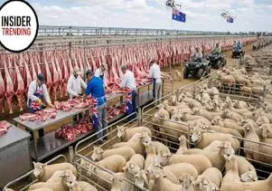 دامپروری نوین؛ با فناوری نوین گوسفند پرورش میدن هم وزن گاو نر کباب به راه کنن