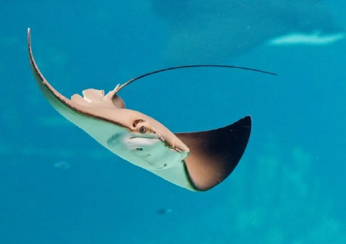 0_Stingray (1)