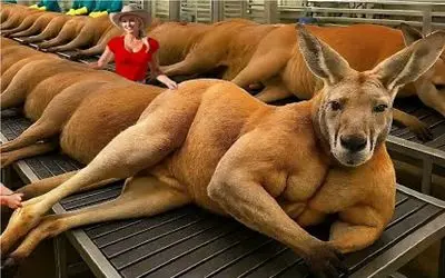 فرآوری کانگورو؛ تو استرالیا گوسفند که کم میارن برا کشتار کانگورو مشت زن میکشن به دار