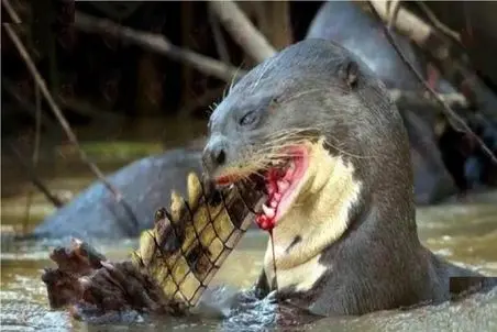 شاهکار حیات وحش؛ باخت تحقیر آمیز پلنگ و تمساح وقتی میخوان سمور شکار کنند