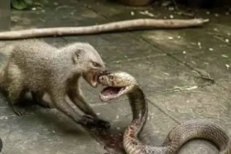 مستند حیات وحش؛ مانگوس برا اثبات تنفر و خشمش تا پای مرگ با مار میجنگه