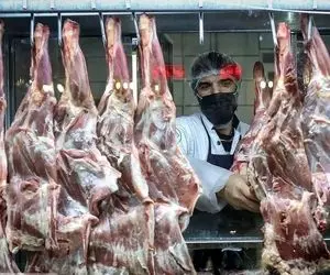 قیمت دام زنده امروز ۹ مهر ۱۴۰۳/ چراغ سبز بازار روشن شد