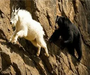 مستند حیات وحش؛ بز کوهی قاعده جاذبه رو بلده همه رو باهاش بازی میده