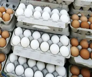چرا مردم کاهش قیمت تخم مرغ را حس نکردند؟