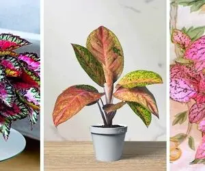 گیاهان آپارتمانی برگ صورتی برای تنوع / بین اونهمه گل سبزی که داری یه صورتی ناناس میشه