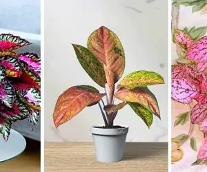 گیاهان آپارتمانی برگ صورتی برای تنوع / بین اونهمه گل سبزی که داری یه صورتی ناناس میشه