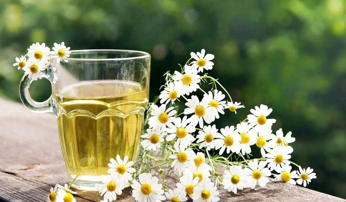 گیاه-دارویی-بابونه-شیرازی