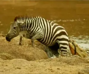 مستند حیات وحش؛ خر راه راه عین ماهی از لا دندون تمساح لیز میخوره