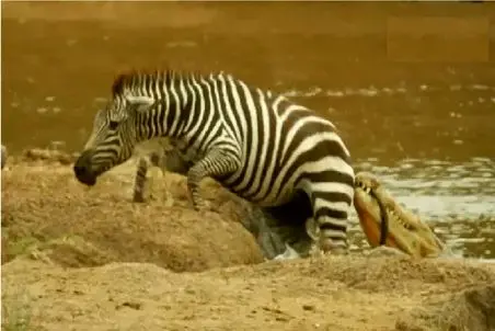 مستند حیات وحش؛ خر راه راه عین ماهی از لا دندون تمساح لیز میخوره