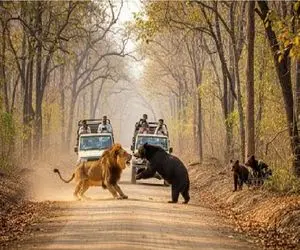 مستند حیات وحش؛ کین ورزی ببر و خرس جهت اثبات برتری