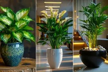 آشنایی با گیاهان آپارتمانی سایه نشین زیبا؛ علم و هنر آبیاری و مدل فهمیدن زمان آبدهی