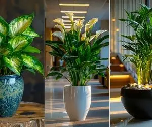 آشنایی با گیاهان آپارتمانی سایه نشین زیبا؛ علم و هنر آبیاری و مدل فهمیدن زمان آبدهی