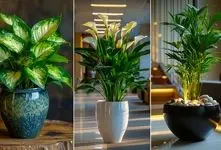 آشنایی با گیاهان آپارتمانی سایه نشین زیبا؛ علم و هنر آبیاری و مدل فهمیدن زمان آبدهی