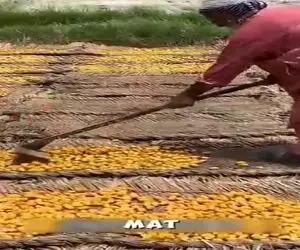 کشاورزی نوین؛ خرمای خام رو با چنگک دون میکنن میپزن میذارن جلو آفتاب میشه قند و شکر