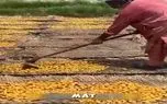 کشاورزی نوین؛ خرمای خام رو با چنگک دون میکنن میپزن میذارن جلو آفتاب میشه قند و شکر