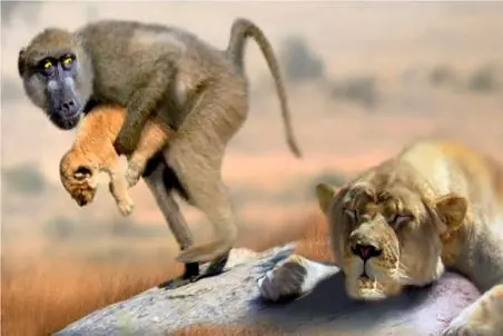 مستند حیات وحش؛ میمون سر شوخی با شیر باز میکنه