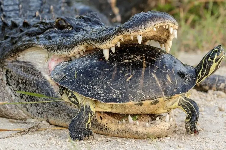 مستند حیات وحش؛ گاز کروکودیل لاک پشت پودر کرد