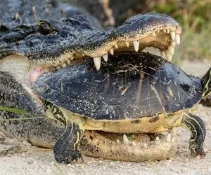 مستند حیات وحش؛ گاز کروکودیل لاک پشت پودر کرد