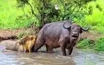 مستند حیات وحش؛ وسط برکه شیر و بوفالو مثل دوتا کشتی گیر پیچیدن بهم