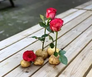 ایده های خلاقانه؛ تکثیر گل رز با سیب زمینی باغچه خوشگل میخوای باید سلیقه به خرج بدی