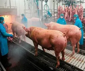 فرآوری خوک؛ خوک قلمبه حرومی صورتی و درسته میندازه تو آـتیش بیکن تحویل میگیره