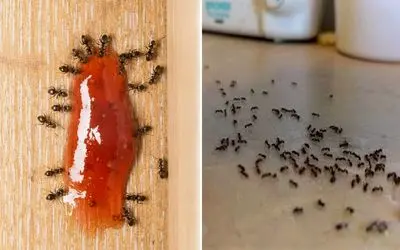 بهترین راه از بین بردن مورچه بدون حشره کش تنها با فلفل و زردچوبه؛ 100 درصد تضمینی