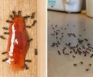 بهترین راه از بین بردن مورچه بدون حشره کش تنها با فلفل و زردچوبه؛ 100 درصد تضمینی