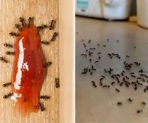 بهترین راه از بین بردن مورچه بدون حشره کش تنها با فلفل و زردچوبه؛ 100 درصد تضمینی