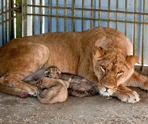(ویدئو) تولد ۲ بچه شیر در باغ وحش بابلسر