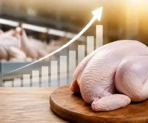 قیمت مرغ امروز دوشنبه 4 خرداد 1405 + جدول