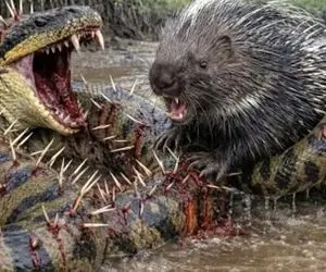 مستند حیات وحش؛ پیتون غول خزید جوجه تیغی ببلعه با تیغاش باباشو آورد جلو چشش