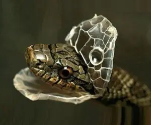 راز بقا؛ پوست‌اندازی مار که انگار داره از غلاف خودش بیرون میاد عجیب دیدن داره!