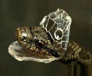 راز بقا؛ پوست‌اندازی مار که انگار داره از غلاف خودش بیرون میاد عجیب دیدن داره!