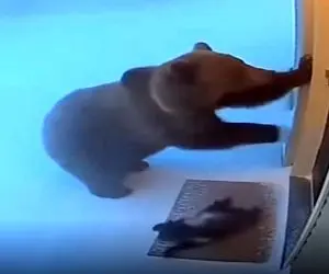 معماری طبیعت؛ خرس برای نجات بچه اش آدم شد