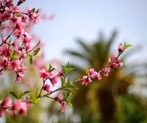 آواز احساسی؛ دختر بچه قند خون ملتو انداخت وقتی آهنگ شکوفه میرقصد از باد بهاری رو خوند