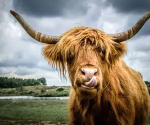 گاوهای عضلانی؛ از گاو صورتی 455 کیلویی عضله ساختن واسه مسابقه پرورش اندام